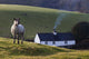 A Sheep Standing On A Hill With A House In The Background Wall Mural