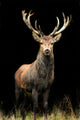 Red Deer