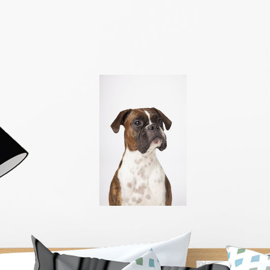 Portrait Of Boxer Dog On White Background Wall Mural