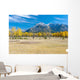 Aspens In A Meadow In Banff National Park Wall Mural