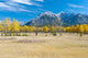 Aspens In A Meadow In Banff National Park Wall Mural