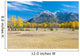 Aspens In A Meadow In Banff National Park Wall Mural