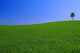 Gorgeous Landscape with Lonely Wall Decal