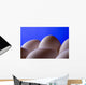 Close-Up Eggs Against Blue Background Wall Mural