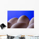 Close-Up Eggs Against Blue Background Wall Mural