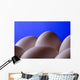 Close-Up Eggs Against Blue Background Wall Mural