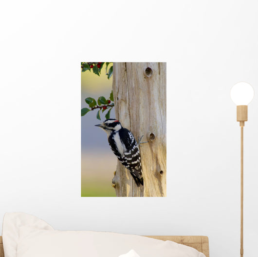 Downy Woodpecker Male Wall Mural