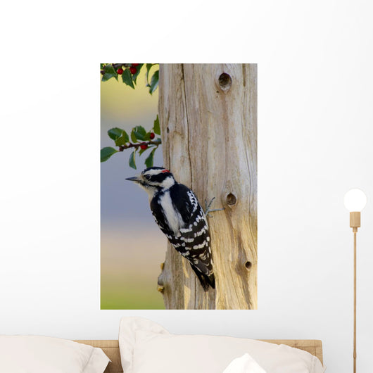 Downy Woodpecker Male Wall Mural
