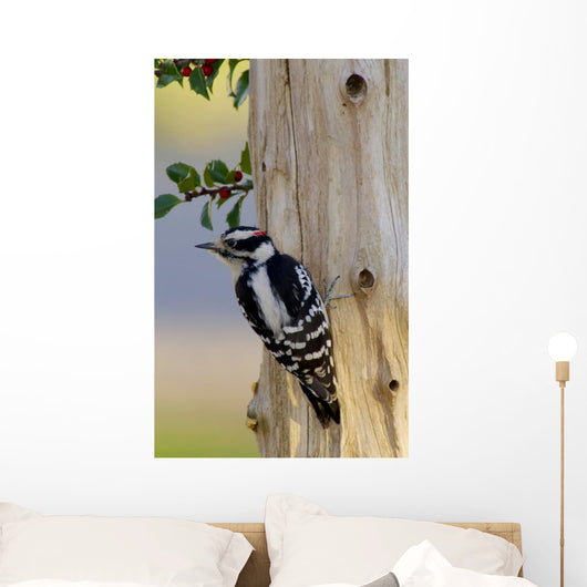 Downy Woodpecker Male Wall Mural