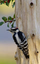 Downy Woodpecker Male Wall Mural