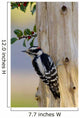 Downy Woodpecker Male Wall Mural