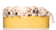 Basket of Pooped Puppies Wall Decal
