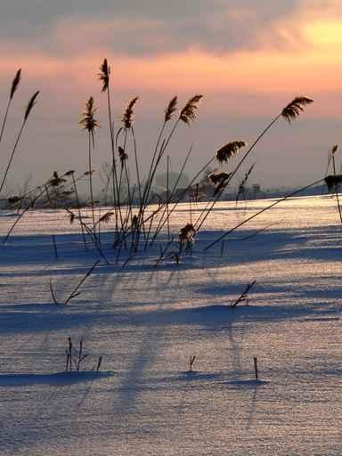 Reed Sundown 2 Wall Decal