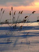 Reed Sundown 2 Wall Decal