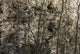 Frost Covered Trees In The Canadian Rockies Wall Mural