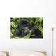 Wild Gorilla Wall Mural