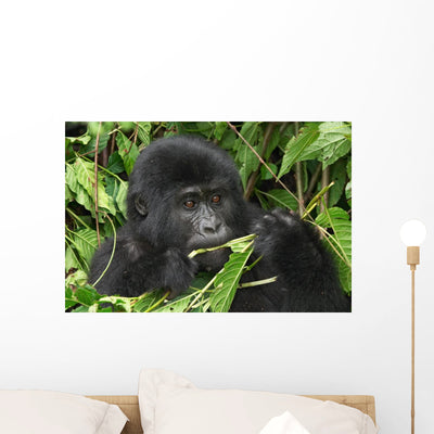 Wild Gorilla Wall Mural shown on a wall