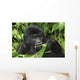 Wild Gorilla Wall Mural