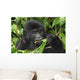 Wild Gorilla Wall Mural