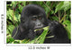 Wild Gorilla Wall Mural