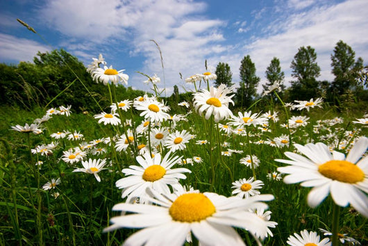 Spring Meadow Wall Mural