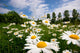 Spring Meadow Wall Mural