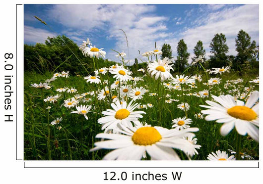 Spring Meadow Wall Mural