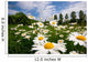 Spring Meadow Wall Mural