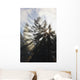 Sunrise Through The Morning Fog Wall Mural