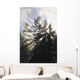 Sunrise Through The Morning Fog Wall Mural