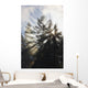Sunrise Through The Morning Fog Wall Mural