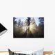 Sun Shining Through Morning Fog And Trees Wall Mural