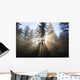 Sun Shining Through Morning Fog And Trees Wall Mural
