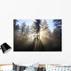 Sun Shining Through Morning Fog And Trees Wall Mural