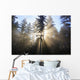 Sun Shining Through Morning Fog And Trees Wall Mural