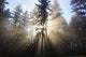 Sun Shining Through Morning Fog And Trees Wall Mural