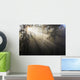 Sun Shining Through Morning Fog And Trees Wall Mural