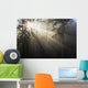 Sun Shining Through Morning Fog And Trees Wall Mural