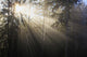 Sun Shining Through Morning Fog And Trees Wall Mural