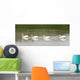 American White Pelicans Swim In A Line On The Yellowstone River Wall Mural
