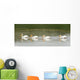 American White Pelicans Swim In A Line On The Yellowstone River Wall Mural