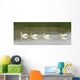 American White Pelicans Swim In A Line On The Yellowstone River Wall Mural