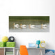 American White Pelicans Swim In A Line On The Yellowstone River Wall Mural