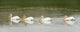 American White Pelicans Swim In A Line On The Yellowstone River Wall Mural