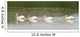 American White Pelicans Swim In A Line On The Yellowstone River Wall Mural
