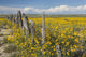 Wildflowers Surround Rustic Barb Wire Fence Wall Mural