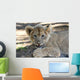Lion Cub Wall Mural