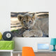 Lion Cub Wall Mural