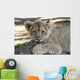Lion Cub Wall Mural