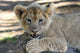 Lion Cub Wall Mural